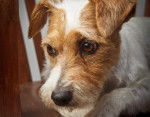 Photo Parson Russell Terrier