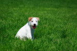 Photo Parson Russell Terrier
