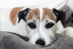 Photo Parson Russell Terrier