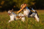 Photo Parson Russell Terrier