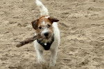 Un Parson Russell Terrier ayant un bâton dans sa gueule et portant un harnais 