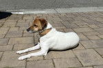 Un Parson Russell Terrier allongé sur un sol pavé et portant un collier autour du cou