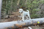 Un Parson Russell Terrier sur un tronc d'arbre et portant un collier autour du cou