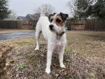 Un Parson Russell Terrier sur une surface herbacée et qui est tenu en laisse 