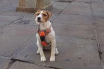 Un Parson Russell Terrier assis sur une surface bétonnée et portant un harnais 