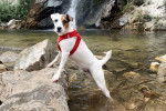 Un Parson Russell Terrier dans l'eau et portant un harnais 