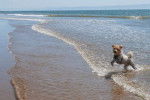 Un Parson Russell Terrier courant et sautant joyeusement dans les vagues au bord de la mer