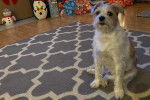 Un Parson Russell Terrier assis sur un tapis 