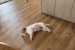 Un Parson Russell Terrier allongé sur un plancher et semblant dormir 
