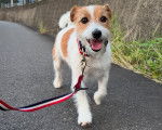 Un Parson Russell Terrier marchant sur un terrain bitumée et tenu en laisse