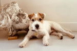 Un Parson Russell Terrier allongé et portant un collier autour du cou