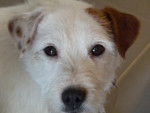 DJANGO - Parson Russell Terrier Mâle (3 ans)