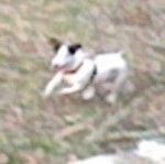 Roucky - Parson Russell Terrier Mâle (2 ans)