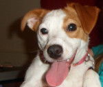 Lucy - Parson Russell Terrier (1 an)