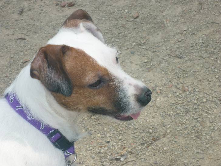 bubulle - Parson Russell Terrier (1 an)