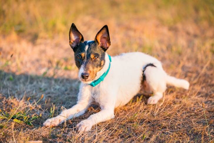 Photo Parson Russell Terrier