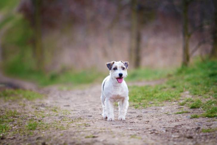 Photo Parson Russell Terrier