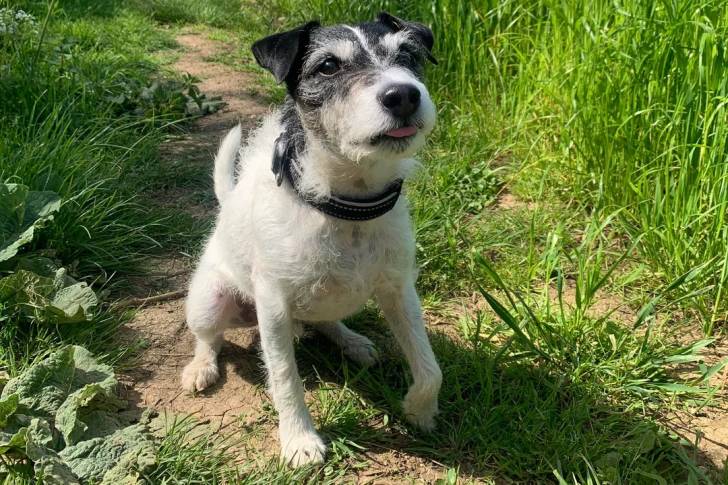 Un Parson Russell Terrier assis sur un terrain herbeux et portant un collier autour du cou