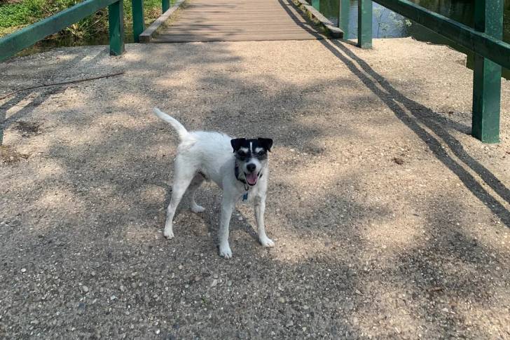 Un Parson Russell Terrier sur une surface bétonnée et portant un collier autour du cou
