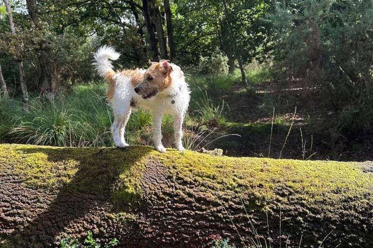 Un Parson Russell Terrier sur un tronc d'arbre et portant un collier autour du cou