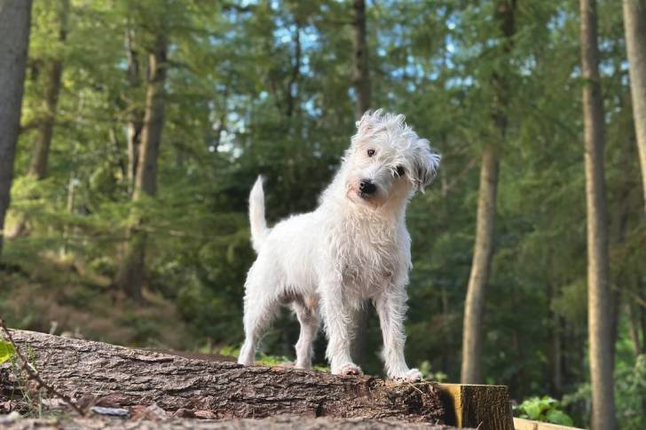 Un Parson Russell Terrier sur un tronc d'arbre et regardant vers la caméra 
