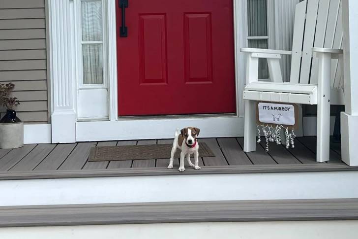 Un Parson Russell Terrier sur une terrasse et portant un collier autour du cou 