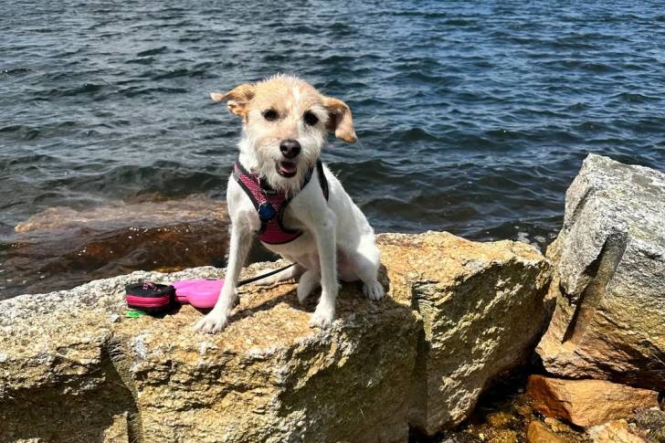 Un Parson Russell Terrier assis sur une pierre et portant un harnais 