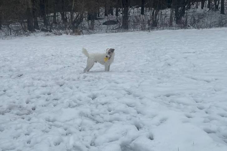 Un Parson Russell Terrier sur une surface enneigée 