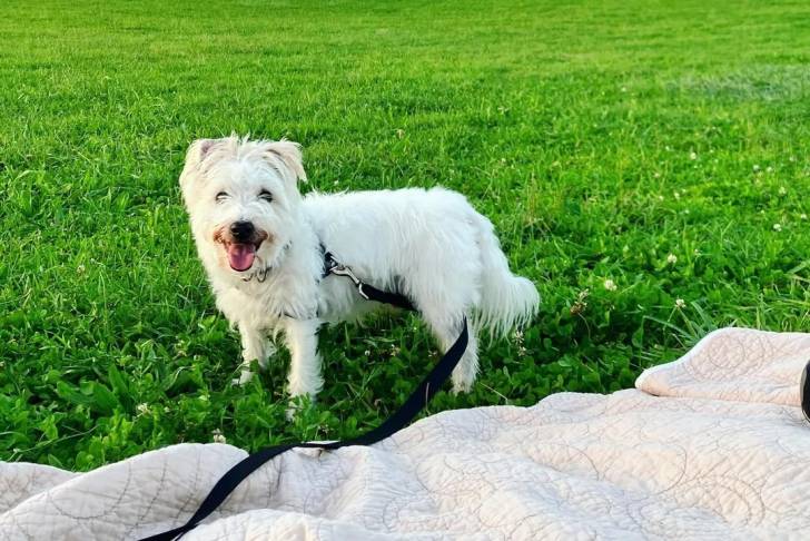 Un Parson Russell Terrier sur une surface herbacée et qui est tenu en laisse 