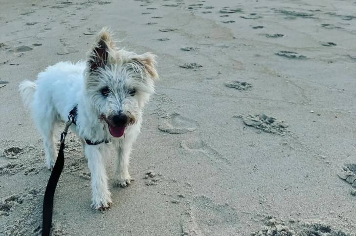 Un Parson Russell Terrier sur une surface sableuse et qui est tenu en laisse 
