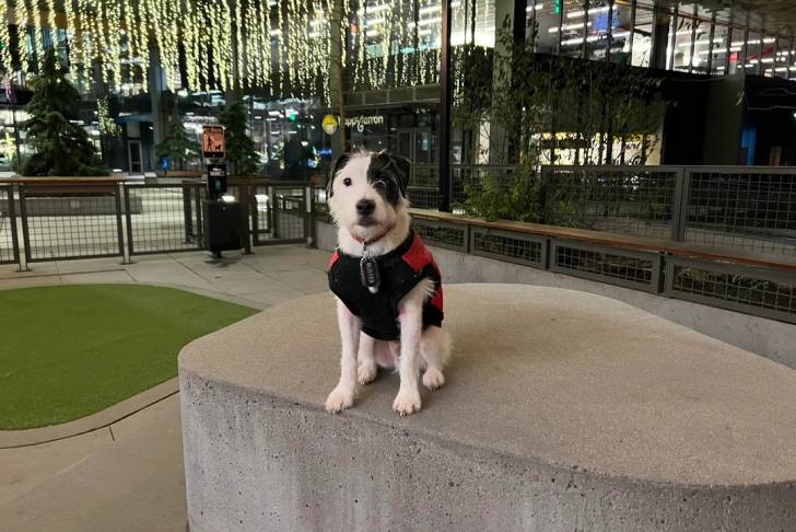 Un Parson Russell Terrier assis sur une surface bétonnée et portant un harnais 