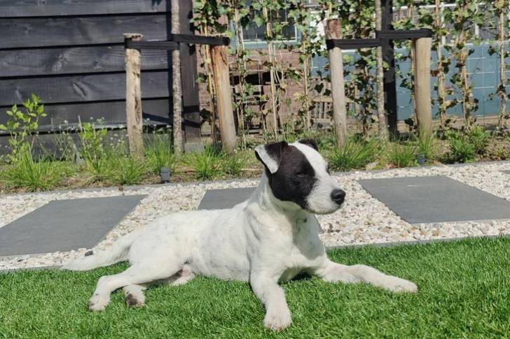 Un Parson Russell Terrier allongé sur une surface gazonnée 