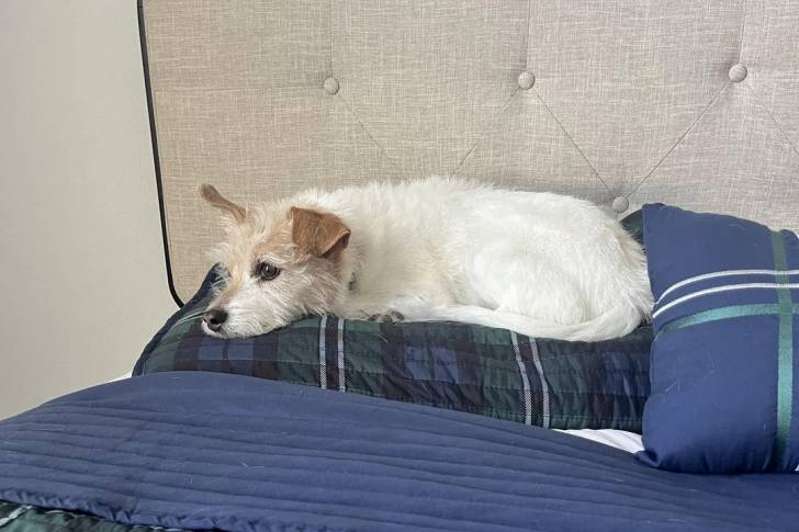 Un Parson Russell Terrier allongé sur un lit et semblant détendu 