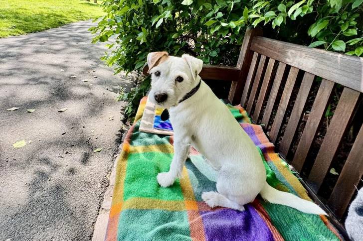 Un Parson Russell Terrier assis sur un banc et portant un collier autour du cou