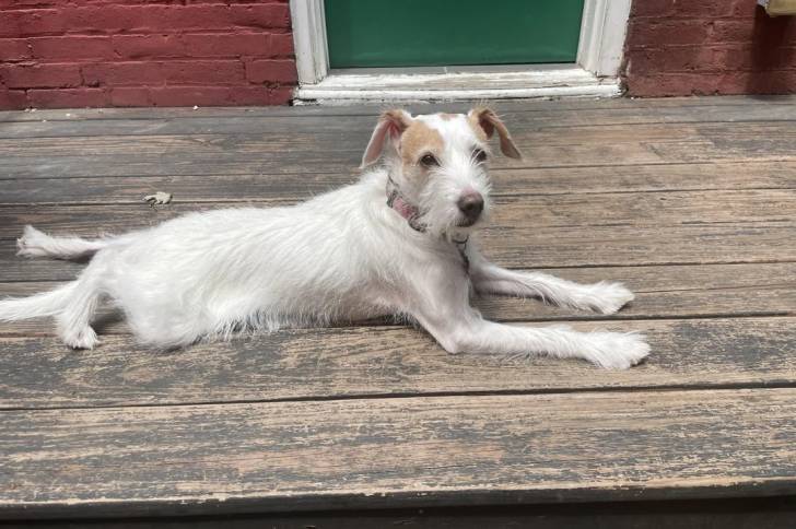 Un Parson Russell Terrier allongé sur un plancher et portant un collier autour du cou 