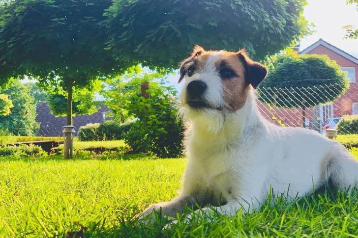Un Parson Russell Terrier allongé sur une surface gazonnée et semblant détendu