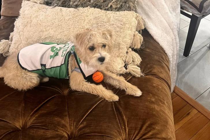 Un Parson Russell Terrier allongé sur un canapé et portant un habit pour chien