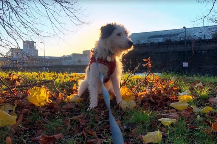 Un Parson Russell Terrier assis sur une surface herbacée et qui est tenu en laisse 