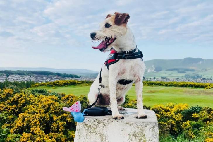 Un Parson Russell Terrier assis sur une surface bétonnée et qui est tenu en laisse 