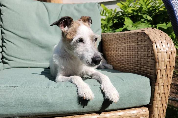 Un Parson Russell Terrier allongé sur un canapé et semblant détendu 