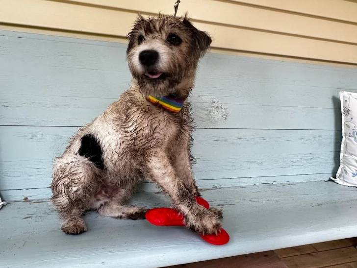Un Parson Russell Terrier assis sur un banc et portant un collier autour du cou