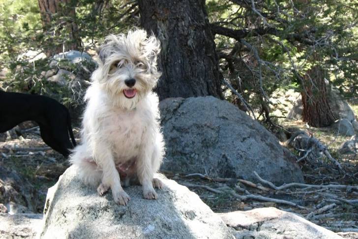 Un Parson Russell Terrier assis sur une pierre et ayant la gueule légèrement ouverte 