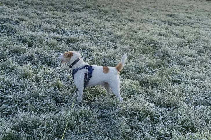 Un Parson Russell Terrier sur une surface herbacée et qui est tenu en laisse 