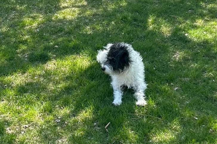 Un Parson Russell Terrier assis sur une surface gazonnée et semblant détendu 