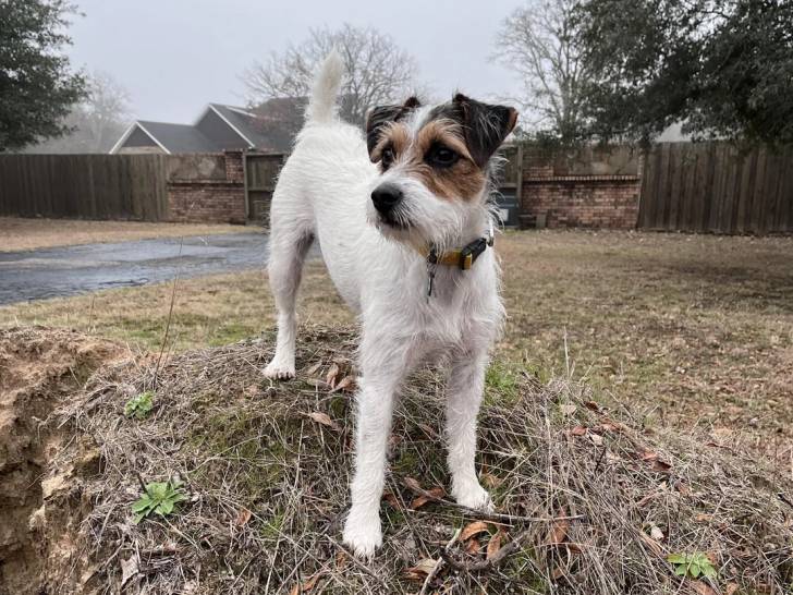 Un Parson Russell Terrier sur une surface herbacée et qui est tenu en laisse 
