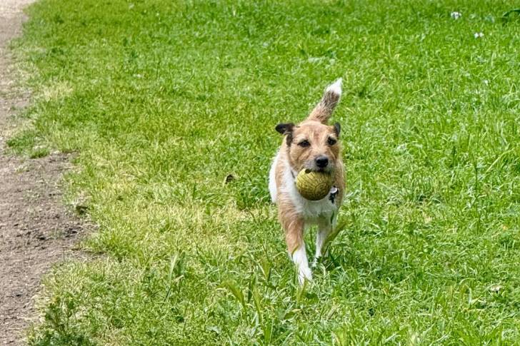 Un Parson Russell Terrier portant un collier autour du cou et ayant une balle dans sa gueule 