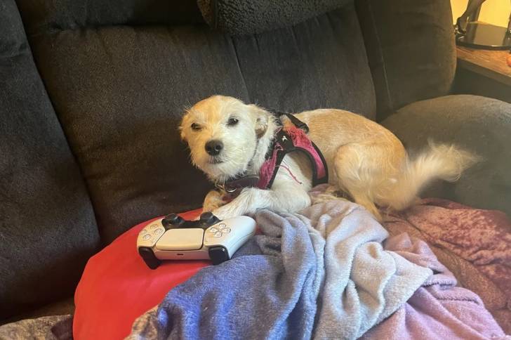 Un Parson Russell Terrier allongé sur un canapé et portant un harnais 