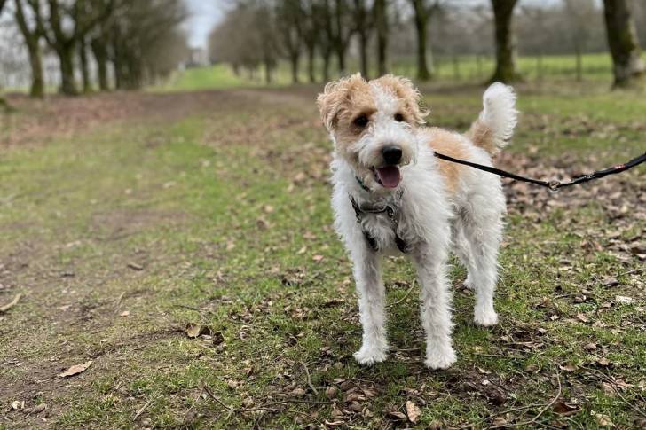 Un Parson Russell Terrier sur une surface herbacée et qui est tenu en laisse 