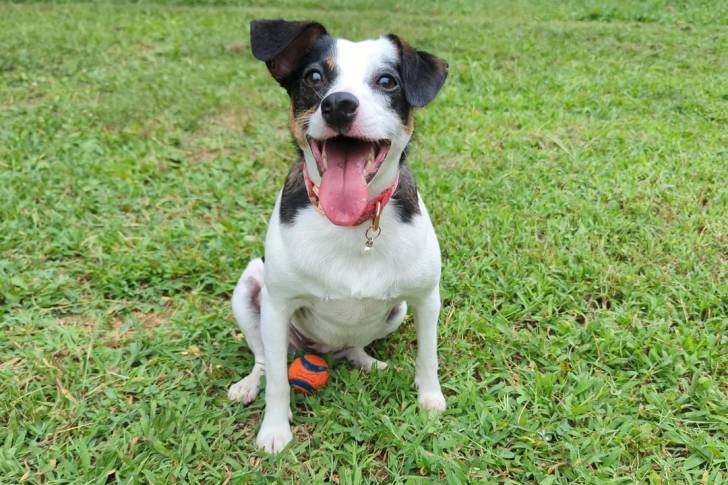 Un Parson Russell Terrier ayant la langue pendante et portant un collier autour du cou