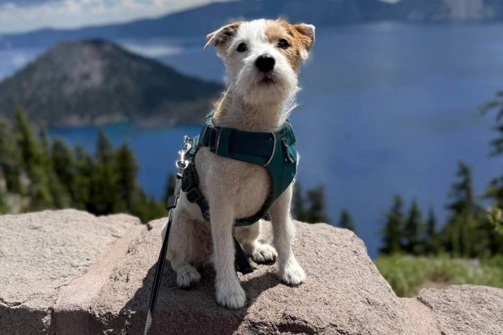 Un Parson Russell Terrier assis et qui est tenu en laisse 